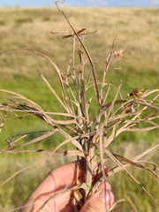 Pseudopodospermum molle