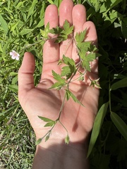 Geranium sibiricum