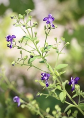 Trichostema dichotomum