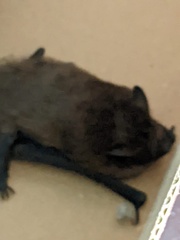 Pipistrellus