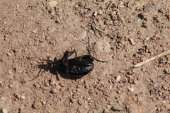 Calosoma