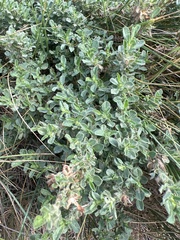 Ononis spinosa procurrens