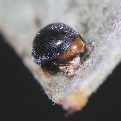 Coccinellidae