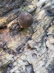 Arrhenia epichysium
