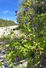 Trichostema dichotomum