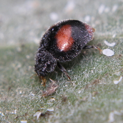 Scymninae