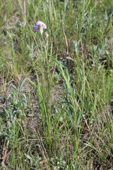 Scorzonera purpurea