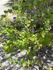 Trichostema dichotomum