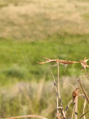 Pseudopodospermum molle