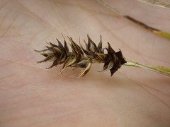 Carex spicata