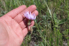 Scorzonera purpurea
