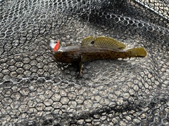 Neogobius melanostomus