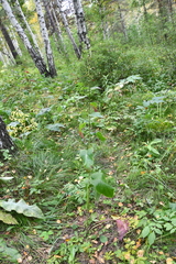 Crepis sibirica
