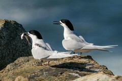 Sterna striata striata