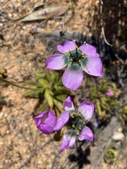 Drosera cistiflora