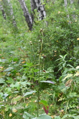 Crepis sibirica