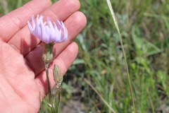 Scorzonera purpurea
