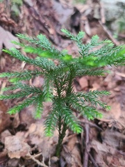 Dendrolycopodium dendroideum