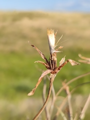 Pseudopodospermum molle