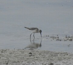 Calidris ferruginea