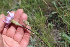Scorzonera purpurea