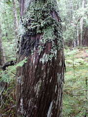 Fuscopannaria leucosticta