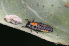 Coelophora inaequalis