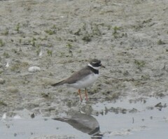 Charadrius hiaticula
