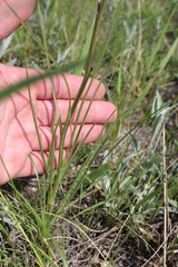 Scorzonera purpurea