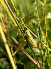 Mecostethus parapleurus