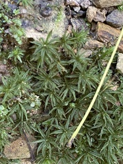 Atrichum undulatum