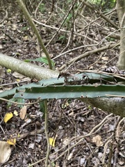 Acanthocereus castellae