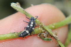 Coelophora
