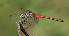 Sympetrum ambiguum