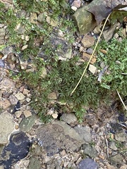 Atrichum undulatum