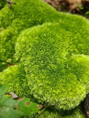 Leucobryum glaucum