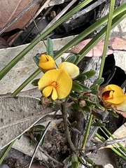 Pultenaea retusa