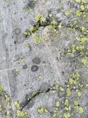 Rhizocarpon
