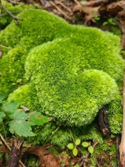 Leucobryum glaucum