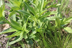 Gentiana cruciata