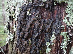 Fuscopannaria leucosticta