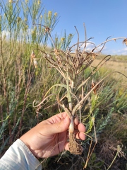 Pseudopodospermum molle