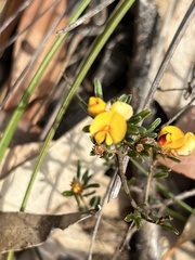Pultenaea retusa