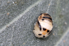 Coelophora inaequalis