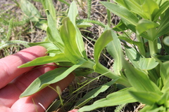 Gentiana cruciata