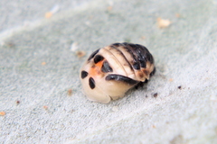 Coelophora inaequalis