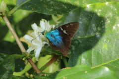 Astraptes