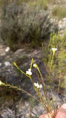 Lachnaea capitata