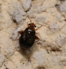 Halticus luteicollis