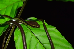 Dendrelaphis formosus
